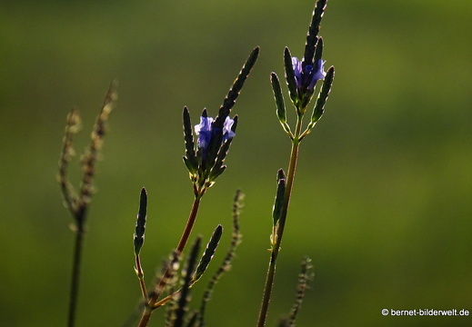 18-12-06-teseguite nach teguise-013