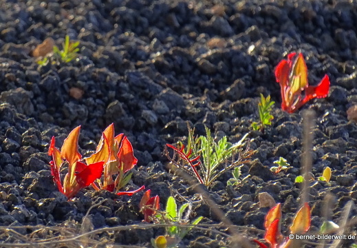 18-12-06-teseguite nach teguise-056