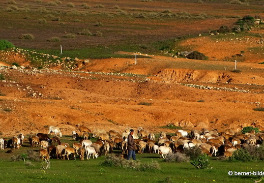 18-12-06-teseguite nach teguise-ziegenherde-021