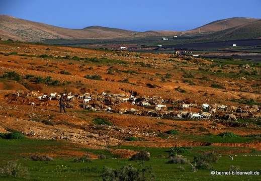 18-12-06-teseguite nach teguise-ziegenherde-039