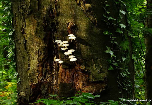 17-10-01-bergwald-pilze-022