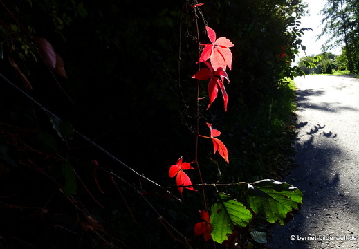17-10-05-hohenwettersbah-herbststimmung-009