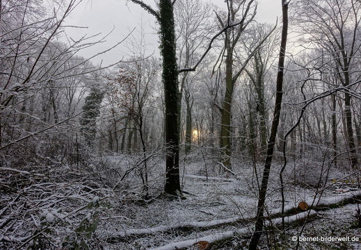 17-12-01-oberwald-001