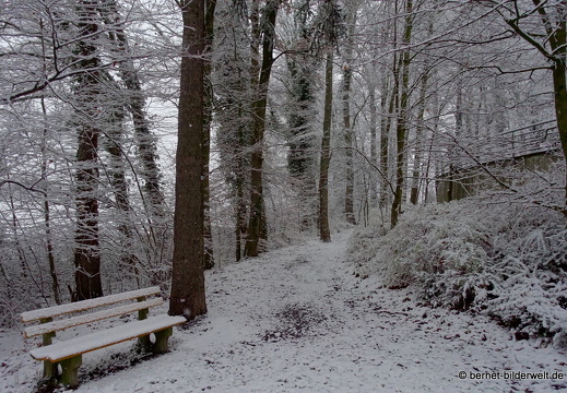 17-12-18-schneespaziergang-bergwald-006