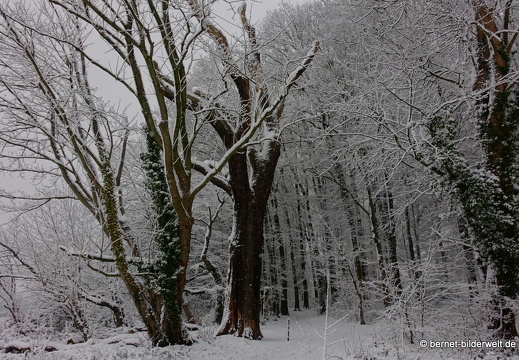 17-12-18-schneespaziergang-bergwald-018