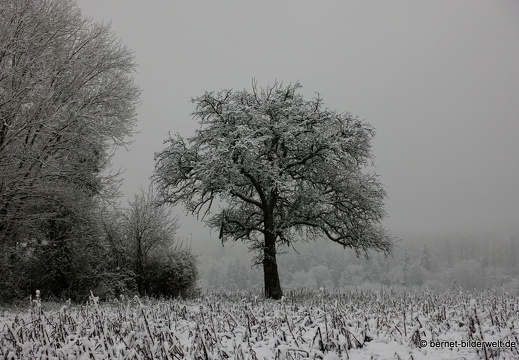 17-12-18-schneespaziergang-bergwald-029