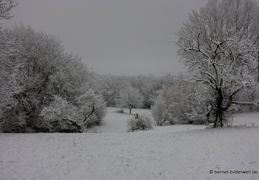 17-12-18-schneespaziergang-bergwald-041