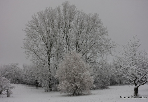 17-12-18-schneespaziergang-bergwald-043