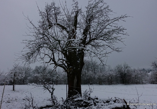 17-12-18-schneespaziergang-gruenwettersbach-001