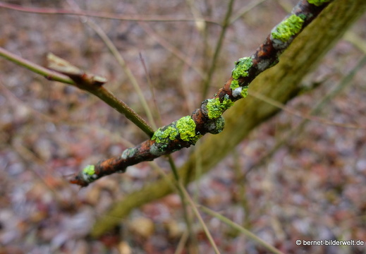 17-12-19-oberwald-002