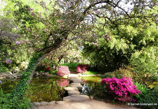 18-04-22-zoo-stadtgarten-japangarten-