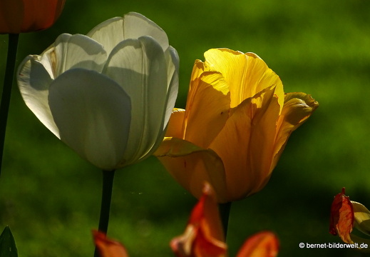 18-04-22-zoo-stadtgarten-tulpen-008