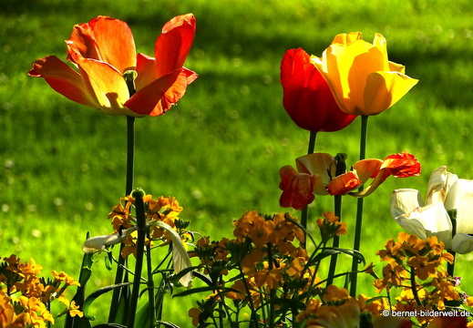 18-04-22-zoo-stadtgarten-tulpen-012