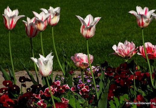 18-04-22-zoo-stadtgarten-tulpen-050
