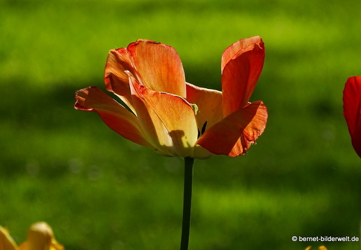 18-04-22-zoo-stadtgarten-tulpen-009