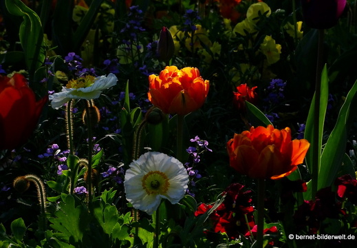 18-04-22-zoo-stadtgarten-tulpen-051