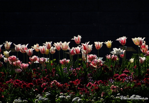 18-04-22-zoo-stadtgarten-tulpen-057