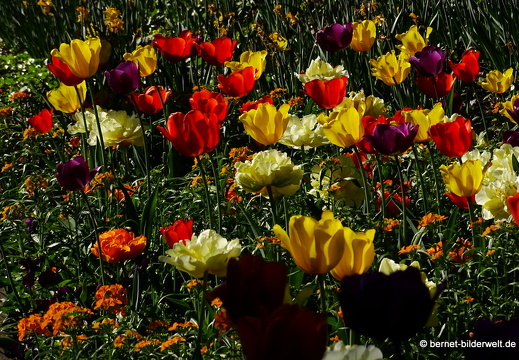 18-04-22-zoo-stadtgarten-tulpen-077