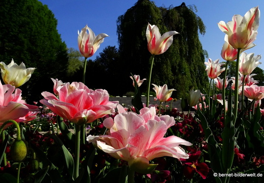 18-04-22-zoo-stadtgarten-tulpen-075