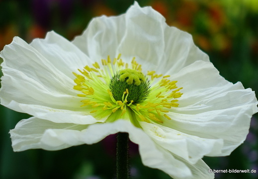 18-04-22-zoo-stadtgarten-tulpen-mohn-