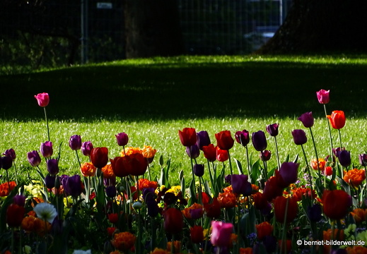 18-04-22-zoo-stadtgarten-tulpen-081