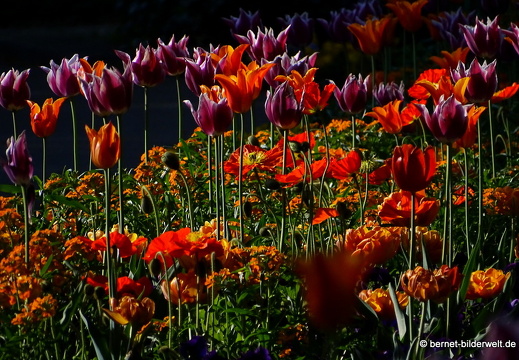 18-04-22-zoo-stadtgarten-tulpen-094