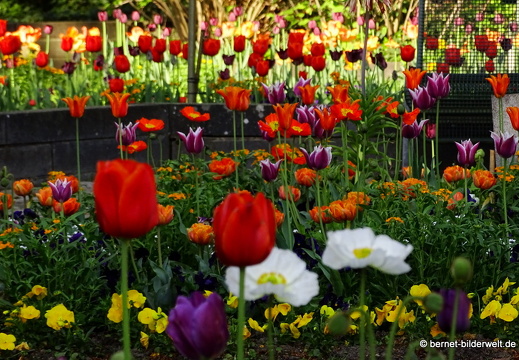 18-04-22-zoo-stadtgarten-tulpen-mohn-002