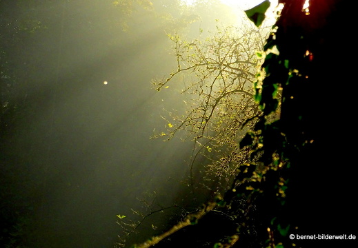 18-10-05-duesseldorf-neandertal-fruehnebel-004