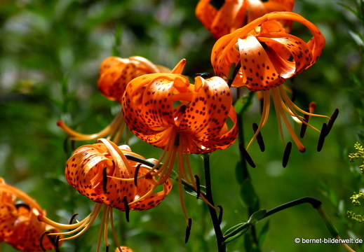 19-08-14-oststadt-schrebergarten-tuerkenbund-