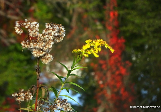 19-10-13-jaegerhaussee-061