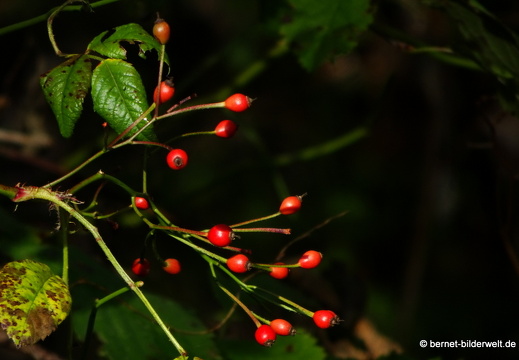 19-10-13-jaegerhaussee-078