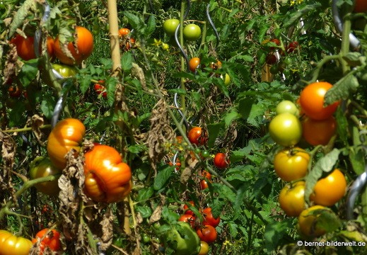 19-08-14-oststadt-schrebergarten-010