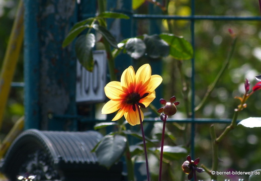 19-08-14-oststadt-schrebergarten-022
