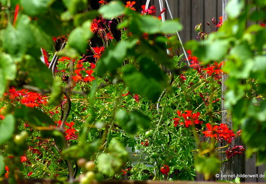 19-08-14-oststadt-schrebergarten-039
