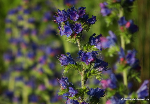 20-06-21-technologiepark-056