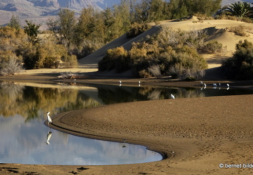 19-02-14-maspalomas-la charca-see-043