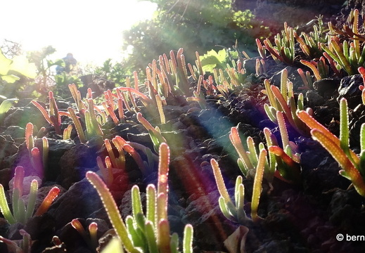 19-02-21-agaete-palmita-045