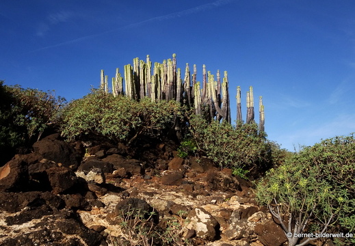 19-02-21-agaete-palmita-065