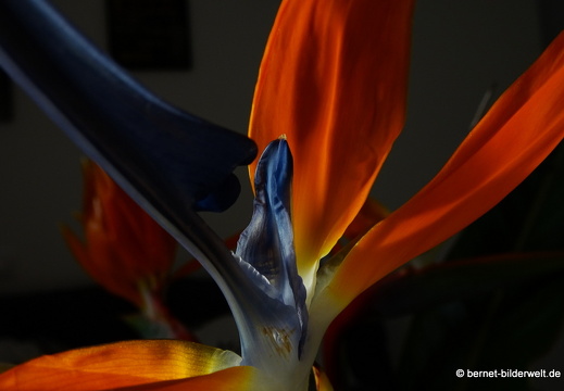 19-02-02-tafira alta-wohnung-strelizie-003