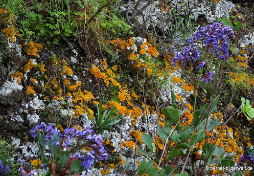 19-02-05-jardin canario-018