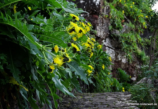 19-02-05-jardin canario-052