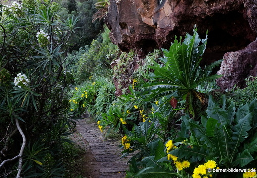 19-02-05-jardin canario-059