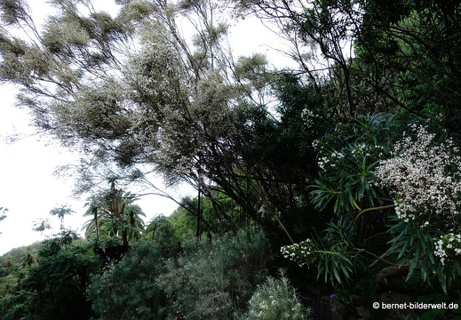 19-02-05-jardin canario-089