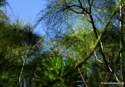 19-02-05-jardin canario-105