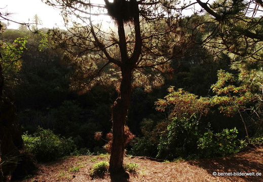 19-02-05-jardin canario-103