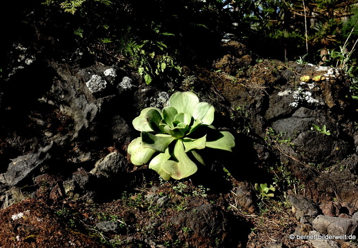 19-02-05-jardin canario-116