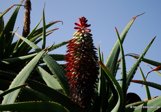 19-02-05-jardin canario-135