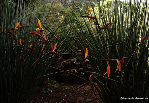 19-02-05-jardin canario-191