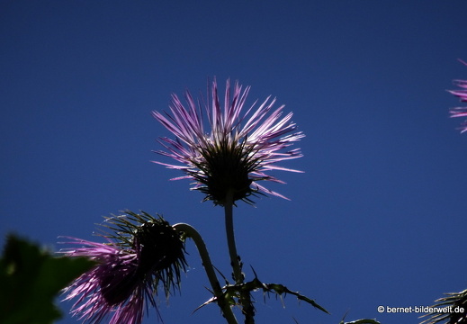 19-02-10-santa brigida-040