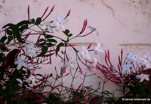 19-02-10-santa brigida-042